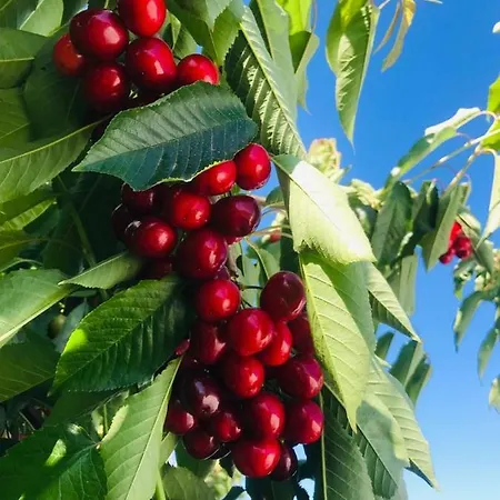בית חווה Quinta Lourena - Casa Do Caseiro