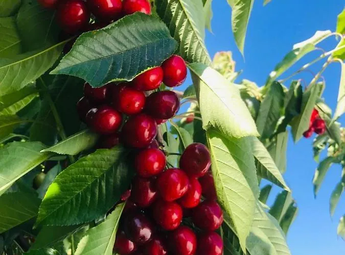 ファームステイ Quinta Lourena - Casa Do Caseiro